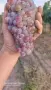 Продавам грозде, снимка 2