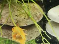 Анциструси различни цветове, снимка 3