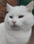 бяло коте, британска късокосмест, 9 мес., снимка 11
