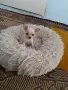 Чихуахуа женско , снимка 1