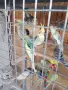 Вълнисти папагали и Корели , снимка 4