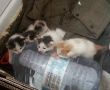Подаряваме 4 котета сирачета, снимка 2