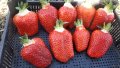 продавам разсад ягоди 