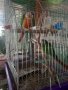 Ръчно хранени папагали , снимка 1 - Папагали - 42201345