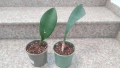 Sansevieria Masoniana - Whale fin ( Сансевиера Китова перка ), снимка 1