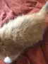 ангорски котета, снимка 2