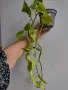Епипремнум, Epipremnum aureum Champs-Élysées, снимка 4