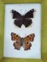 Пеперуди. Препарирани. Рамка. Естествени. Пеперуда , снимка 1