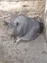 Виетнамски прасета, снимка 5