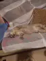 Сив Таби котарак търси дом, снимка 7