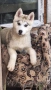сърпродавам Сибирски Хъскита и Аляски маламут на 3 месеца , снимка 1