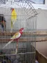 Продавам розели и пойни папагали, снимка 3