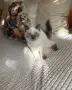 Търсят любящи семейства, снимка 2
