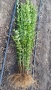 0.70 лв. Лигуструм на корен, снимка 7