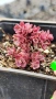 Седум Горски Пожар, Sedum SunSparkler Wildfire , снимка 12
