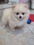 Померан , снимка 3
