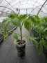 Разсад домати , снимка 1