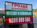 Грозде Мускат и Совиньон от производител, снимка 5