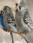 Продавам различни видове папагали, снимка 5