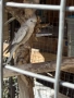 Папагал “Корели “🦜, снимка 3
