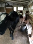 продавам две крави, снимка 3