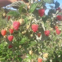 целогодишни сортове разсад ягоди и малини , снимка 9 - Разсади - 44450632