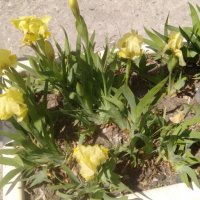 Продавам цветя Ириси, ниски, жълти и тъмно сини, снимка 5 - Разсади - 36896575