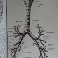 Black's medical dictionary, снимка 3 - Специализирана литература - 29883762