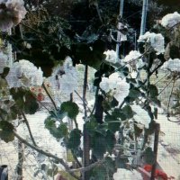 Разкошно бяло мушкато, снимка 2 - Градински цветя и растения - 44668018
