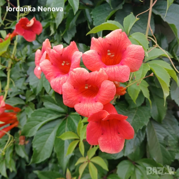 ТЕКОМА, снимка 1