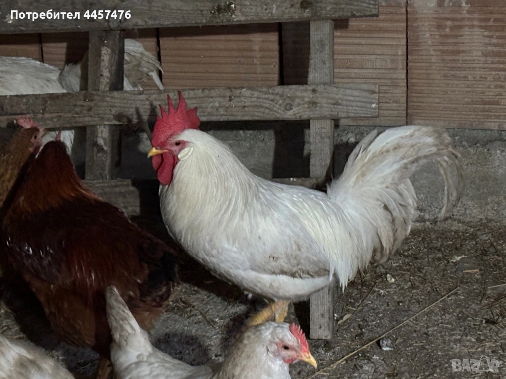 Продава се петел , снимка 1