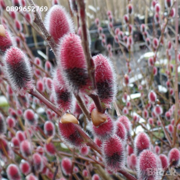 Декоративна върба(Salix chaenomeloides 'Mount Aso') , снимка 1