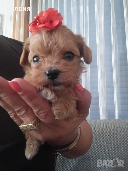 предлагам супер мини бейби малтипу, снимка 1