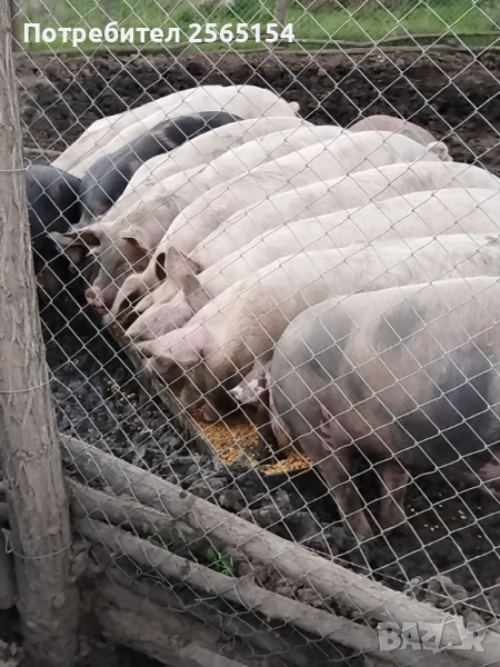 Прасета 120-130кг, снимка 1