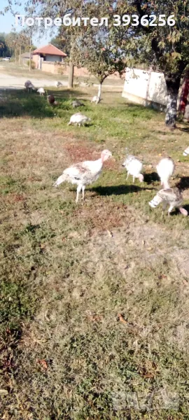 ПРОДАВАМ ПУЙКИ, снимка 1