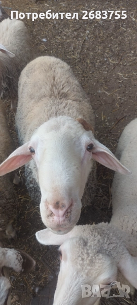 Овен/коч асаф двегодишен , снимка 1