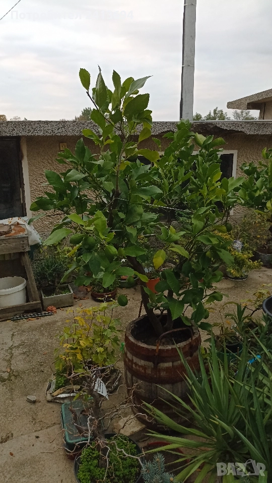 лимон дърво плододаващ , снимка 1