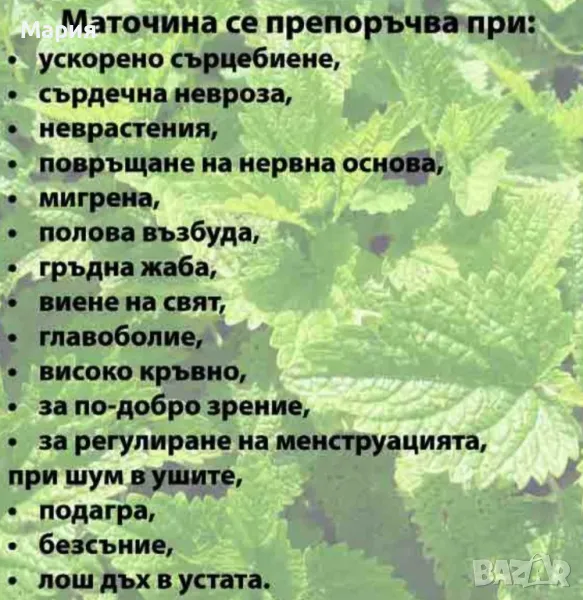 Маточина/Билка, снимка 1