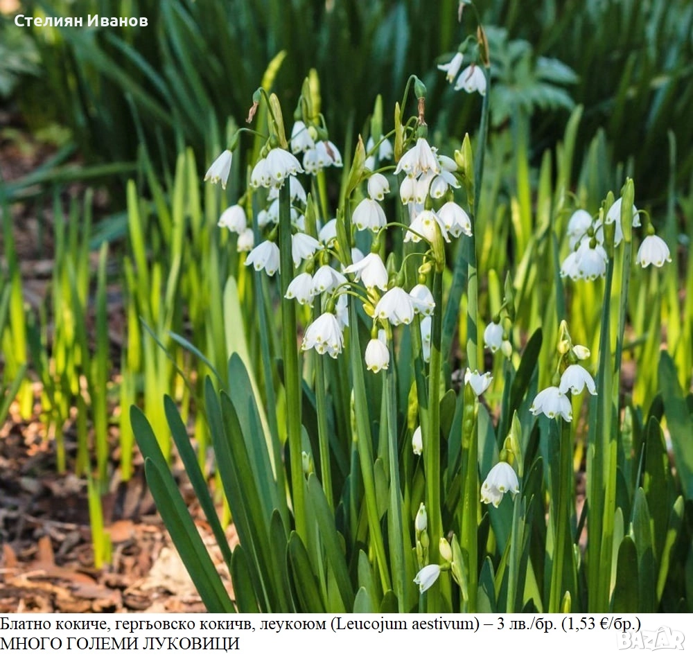 Блатно кокиче, леукоюм (Leucojum aestivum) – много големи луковици, снимка 1