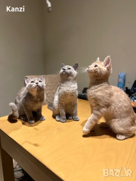 Британски British Blue Point, снимка 1