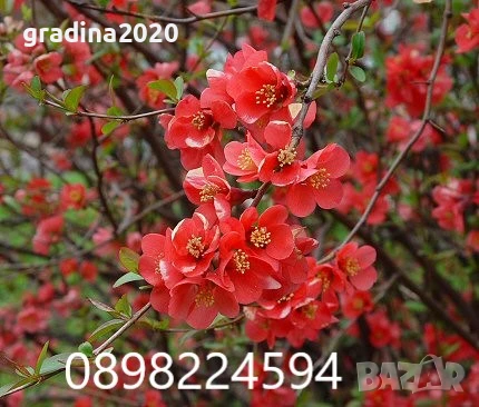 Японска дюля - Цидония  Налични 3 цвята, снимка 1