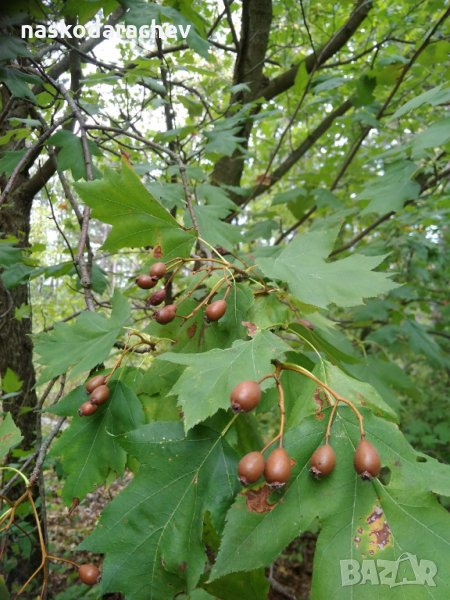 Брекина (Sorbus terminalic) плодно медоносно дърво, снимка 1