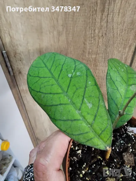 Хоя Sabah, снимка 1