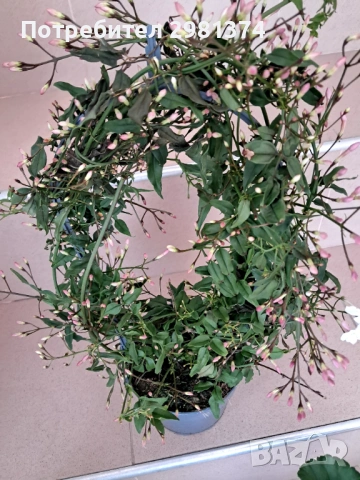 Жасмин (Ароматен-голям), снимка 2 - Градински цветя и растения - 54300380