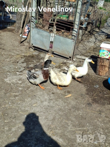 Продавам оплодени яйца от патиците на снимките, снимка 9 - Патици и гъски - 53891477