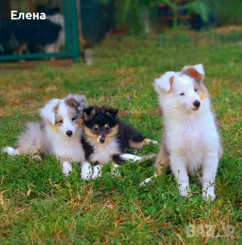 продават кученца шелти, снимка 2 - Коли - 56362838