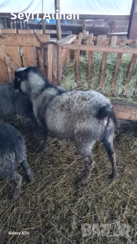 РОМАНОВСКА , снимка 2 - Други животни - 53193562