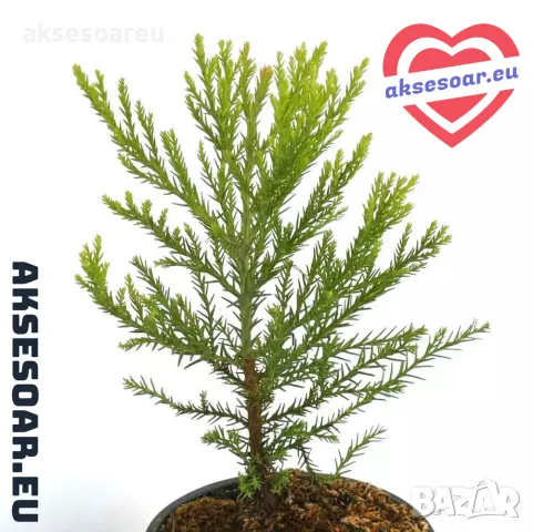 Нови Екзотични 15 семена от гигантска секвоя мамутово дърво sequoiadendron giganteum за декорация, снимка 7 - Сортови семена и луковици - 50223558