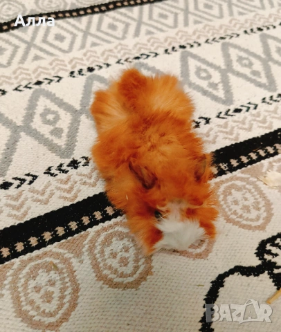 Морски свинчета , снимка 2 - Морски свинчета - 53292750