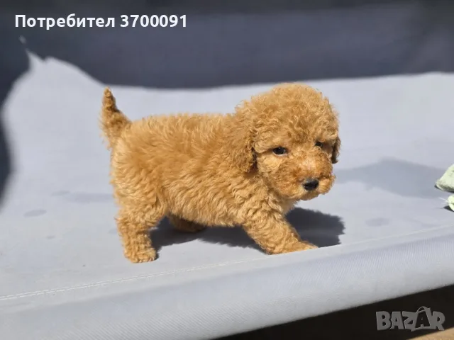 пудел / мини пуделче , снимка 2 - Пудели - 55781121